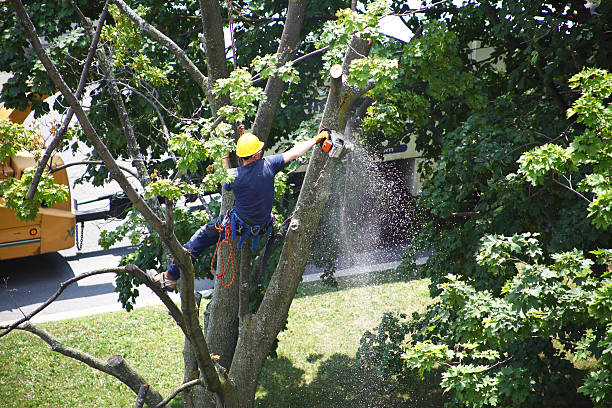 Best Tree Mulching  in Lincoln, CA