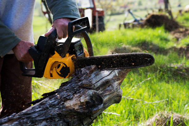 Trusted Lincoln, CA Tree Care Experts